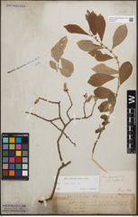Foto von Salix cinerea L.